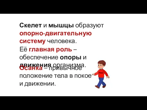 Скелет и мышцы образуют опорно-двигательную систему человека. Её главная роль –