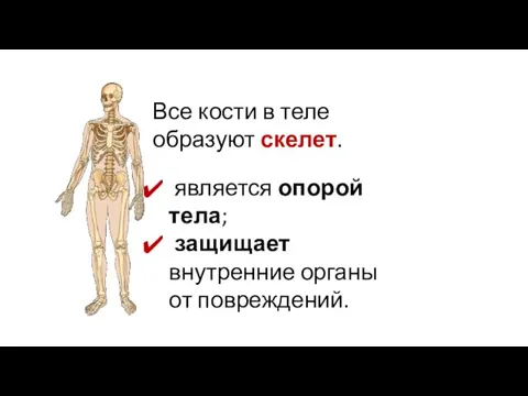 Все кости в теле образуют скелет. является опорой тела; защищает внутренние органы от повреждений.