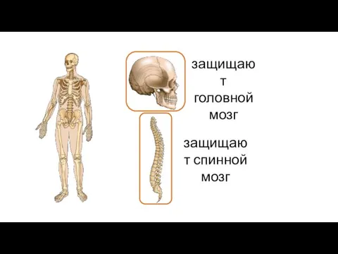 защищают головной мозг защищают спинной мозг