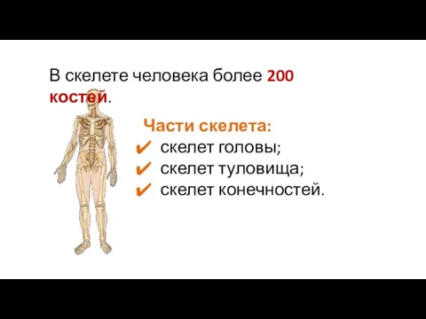 В скелете человека более 200 костей. Части скелета: скелет головы; скелет туловища; скелет конечностей.