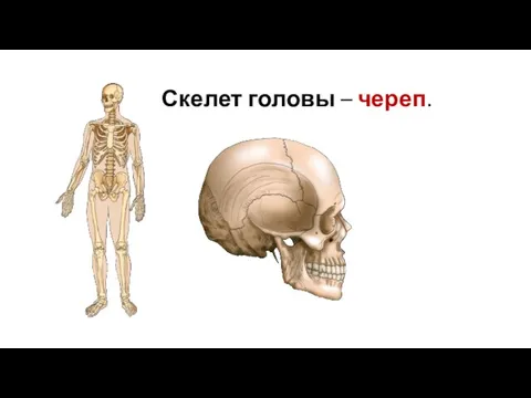 Скелет головы – череп.