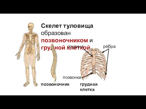 Скелет туловища образован позвоночником и грудной клеткой. позвоночник грудная клетка грудина рёбра позвонки