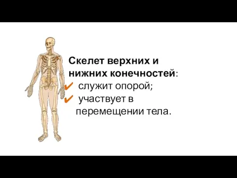 Скелет верхних и нижних конечностей: служит опорой; участвует в перемещении тела.