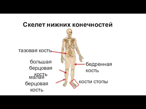 Скелет нижних конечностей тазовая кость бедренная кость большая берцовая кость малая берцовая кость кости стопы