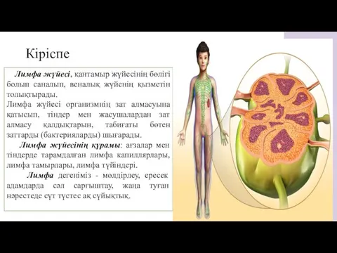 Кіріспе Лимфа жүйесі, қантамыр жүйесінің бөлігі болып саналып, веналық жүйенің қызметін