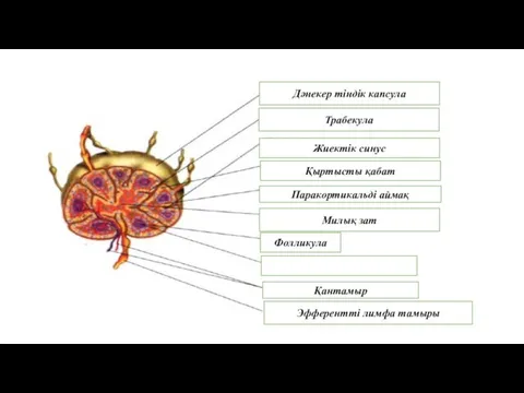 Трабекула Дәнекер тіндік капсула Қыртысты қабат Жиектік синус Паракортикальді аймақ Милық