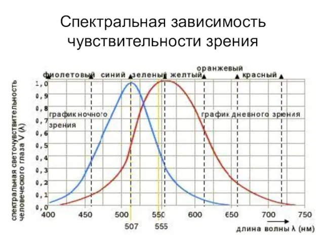 Спектральная зависимость чувствительности зрения