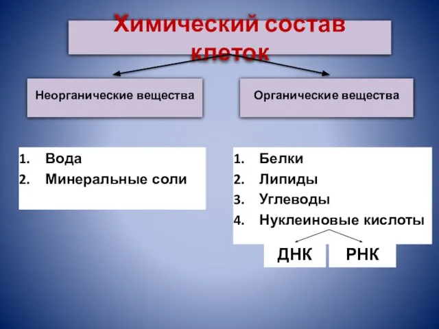 Вода Минеральные соли Белки Липиды Углеводы Нуклеиновые кислоты Органические вещества Неорганические