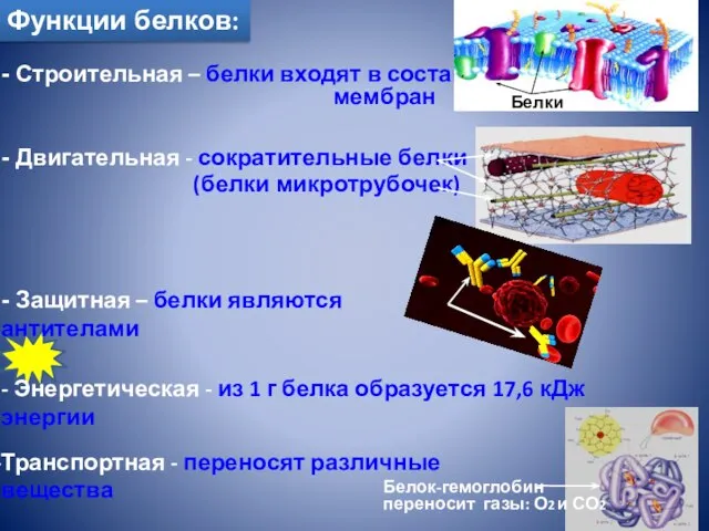 Транспортная - переносят различные вещества Функции белков: - Двигательная - сократительные