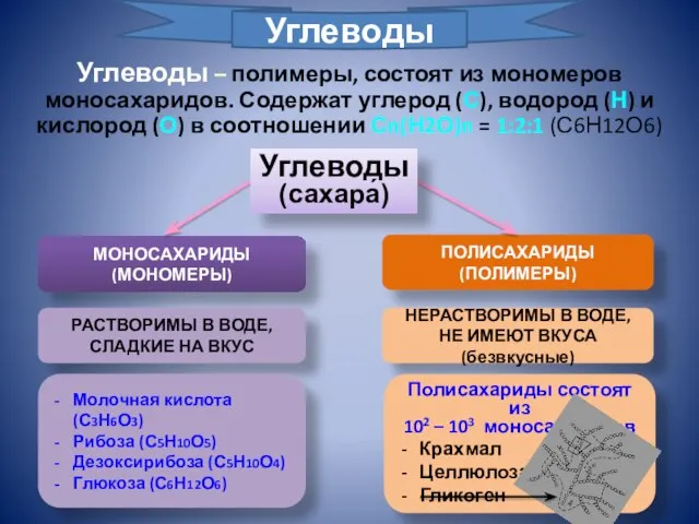 Углеводы – полимеры, состоят из мономеров моносахаридов. Содержат углерод (С), водород