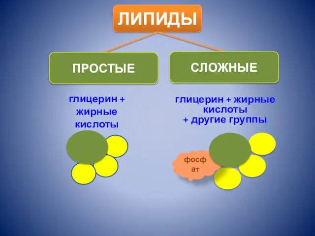 ЛИПИДЫ ПРОСТЫЕ СЛОЖНЫЕ фосфат глицерин + жирные кислоты глицерин + жирные кислоты + другие группы