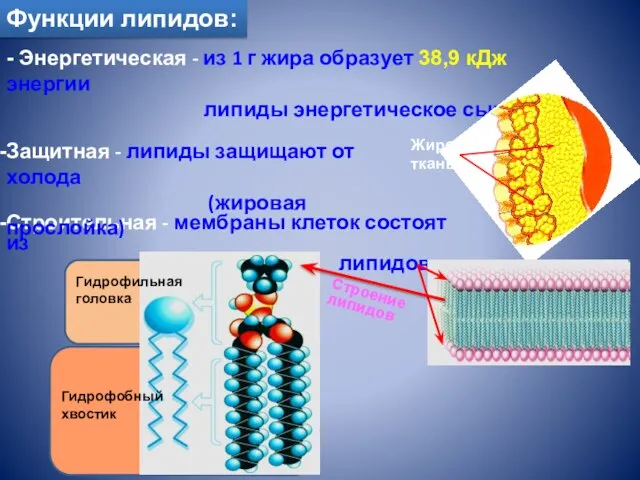 Строительная - мембраны клеток состоят из липидов Защитная - липиды защищают