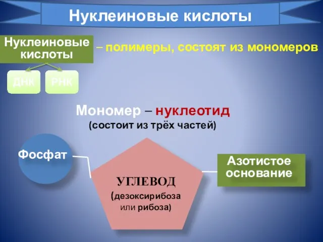 – полимеры, состоят из мономеров Мономер – нуклеотид (состоит из трёх