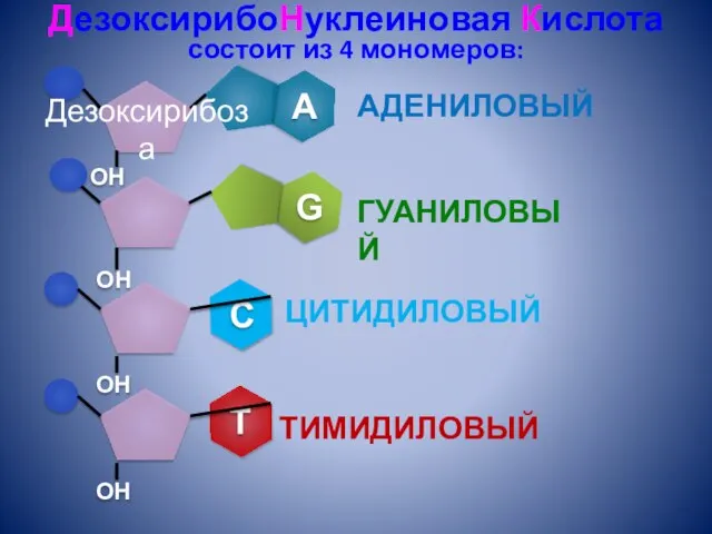 ДезоксирибоНуклеиновая Кислота состоит из 4 мономеров: АДЕНИЛОВЫЙ ГУАНИЛОВЫЙ ЦИТИДИЛОВЫЙ ТИМИДИЛОВЫЙ Дезоксирибоза