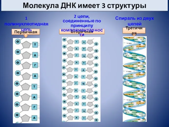 Молекула ДНК имеет 3 структуры Вторичная Первичная Третичная 1 полинуклеотидная цепь