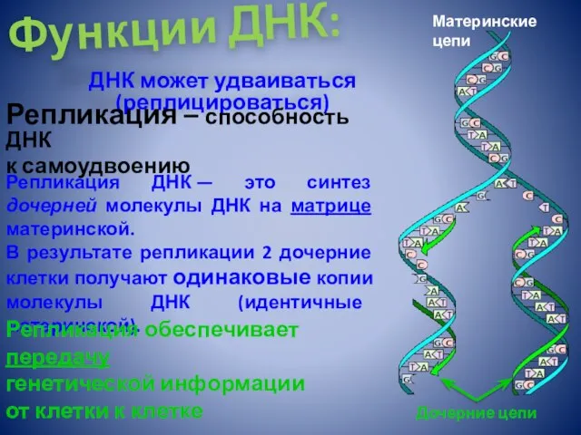 Функции ДНК: ДНК может удваиваться (реплицироваться) Репликация ДНК — это синтез