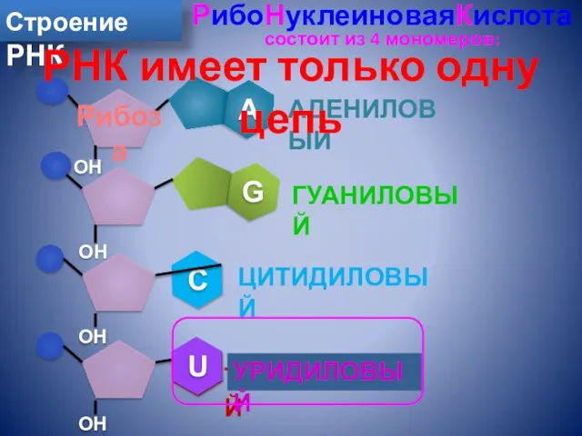 Строение РНК РибоНуклеиноваяКислота состоит из 4 мономеров: АДЕНИЛОВЫЙ ГУАНИЛОВЫЙ ЦИТИДИЛОВЫЙ ТИМИДИЛОВЫЙ