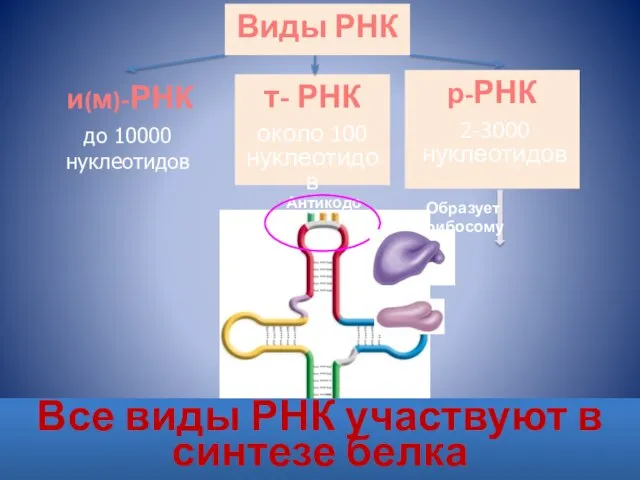 Виды РНК Все виды РНК участвуют в синтезе белка Образует рибосому