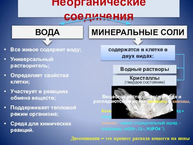 Неорганические соединения Все живое содержит воду; Универсальный растворитель; Определяет свойства клетки;