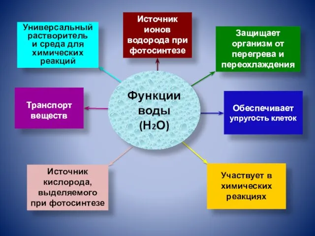 Защищает организм от перегрева и переохлаждения Источник ионов водорода при фотосинтезе