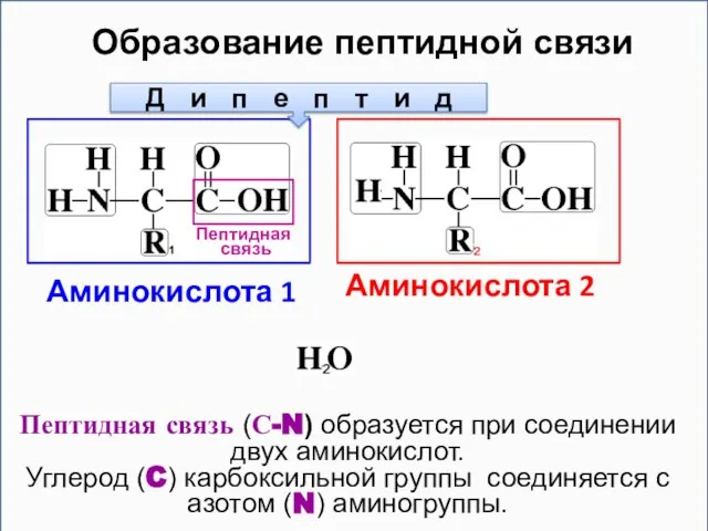 Образование пептидной связи Аминокислота 1 Аминокислота 2 Пептидная связь Д и