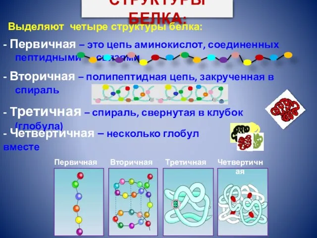 СТРУКТУРЫ БЕЛКА: Первичная Вторичная Третичная Четвертичная - Первичная – это цепь