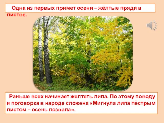 Одна из первых примет осени – жёлтые пряди в листве. Раньше