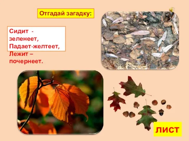 Сидит - зеленеет, Падает-желтеет, Лежит – почернеет. Отгадай загадку: лист