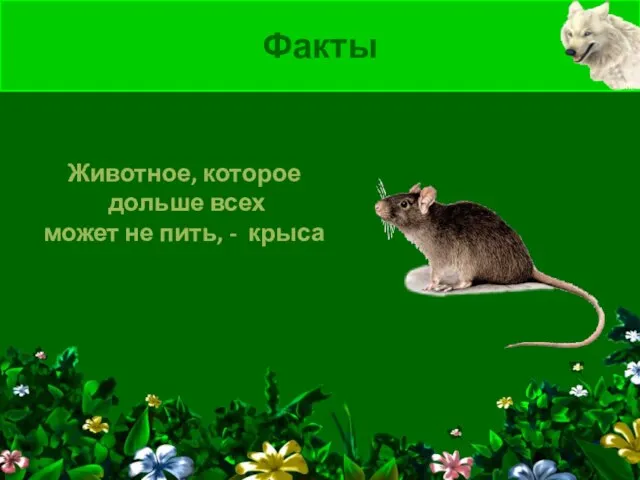 Животное, которое дольше всех может не пить, - крыса Факты