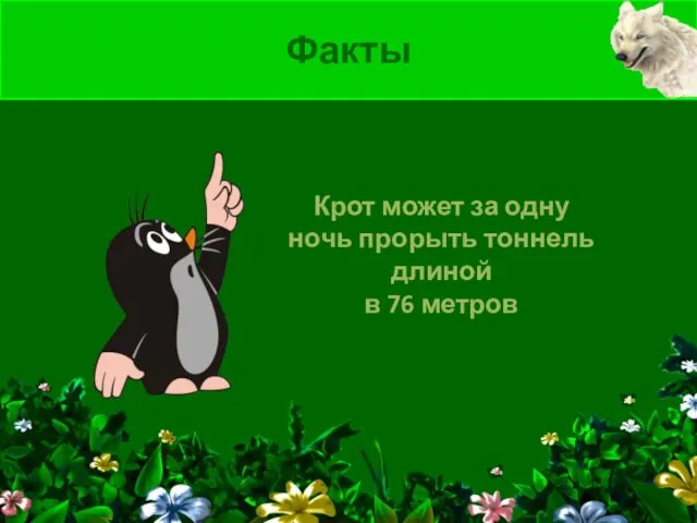 Крот может за одну ночь прорыть тоннель длиной в 76 метров Факты