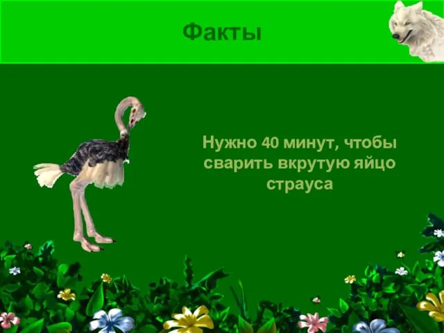 Нужно 40 минут, чтобы сварить вкрутую яйцо страуса Факты