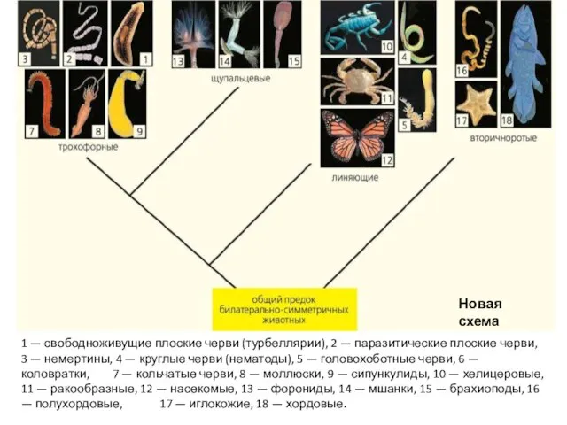 1 — свободноживущие плоские черви (турбеллярии), 2 — паразитические плоские черви,