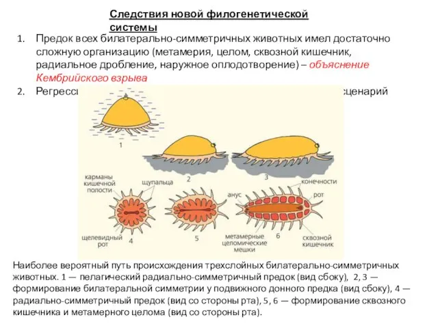 Следствия новой филогенетической системы Предок всех билатерально-симметричных животных имел достаточно сложную