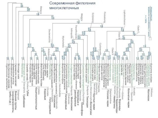 Современная филогения многоклеточных