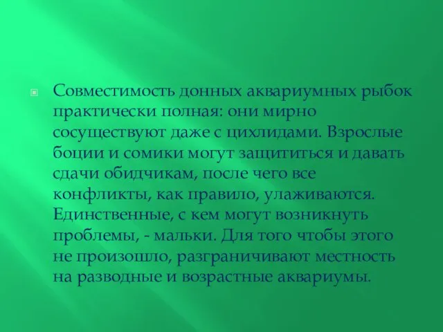 Совместимость донных аквариумных рыбок практически полная: они мирно сосуществуют даже с