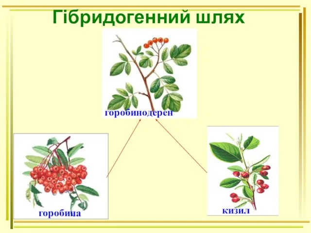 Гібридогенний шлях горобинодерен горобина кизил