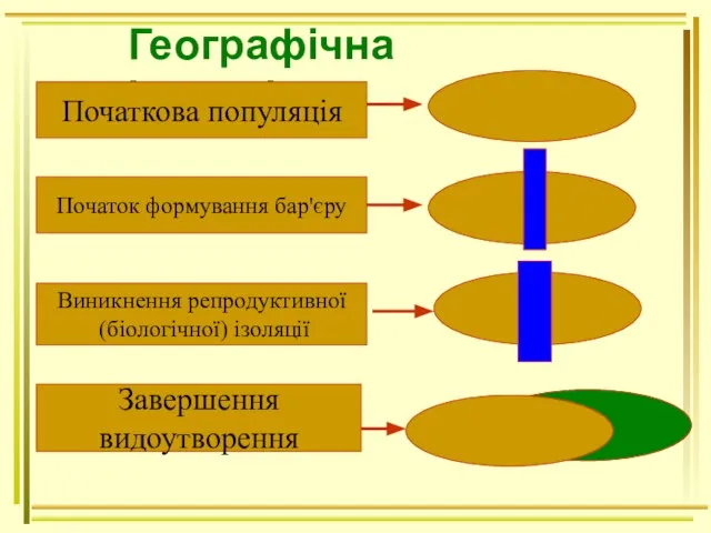 Географічна ізоляція Початкова популяція Початок формування бар'єру Виникнення репродуктивної (біологічної) ізоляції Завершення видоутворення