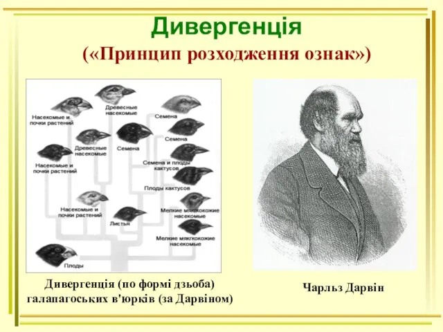 Дивергенція («Принцип розходження ознак») Чарльз Дарвін Дивергенція (по формі дзьоба) галапагоських в'юрків (за Дарвіном)