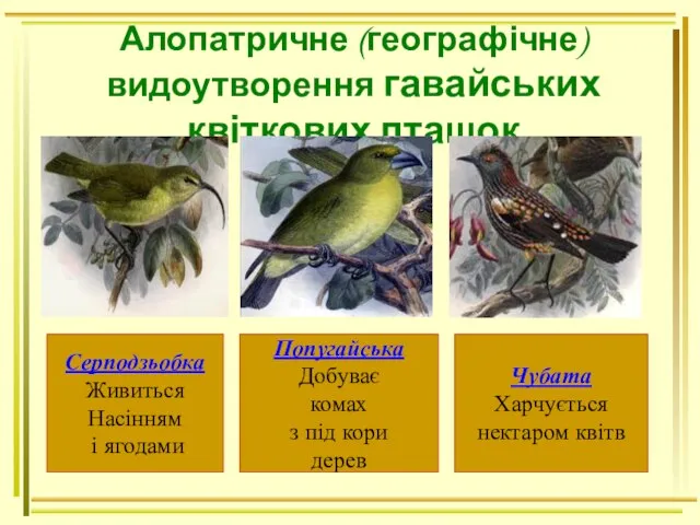 Алопатричне (географічне) видоутворення гавайських квіткових пташок Серподзьобка Живиться Насінням і ягодами