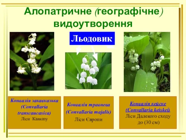 Алопатричне (географічне) видоутворення Льодовик Конвалія закавказька (Convallaria transcaucasica) Ліси Кавказу Конвалія