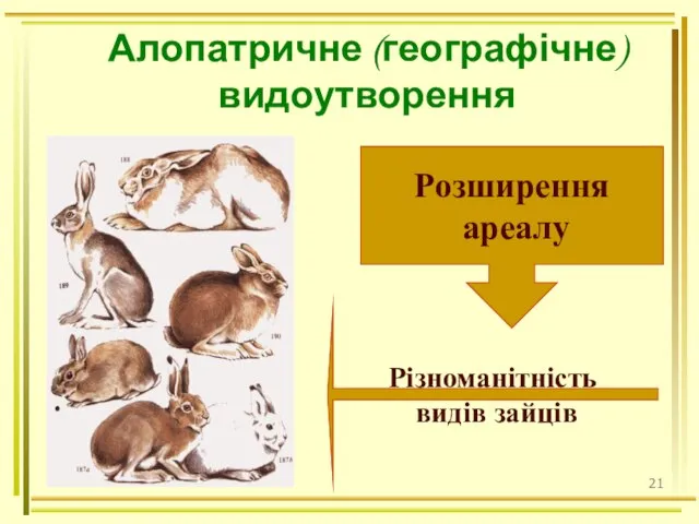 Алопатричне (географічне) видоутворення Розширення ареалу Різноманітність видів зайців