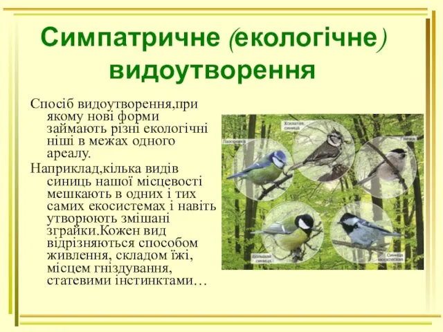 Симпатричне (екологічне) видоутворення Спосіб видоутворення,при якому нові форми займають різні екологічні