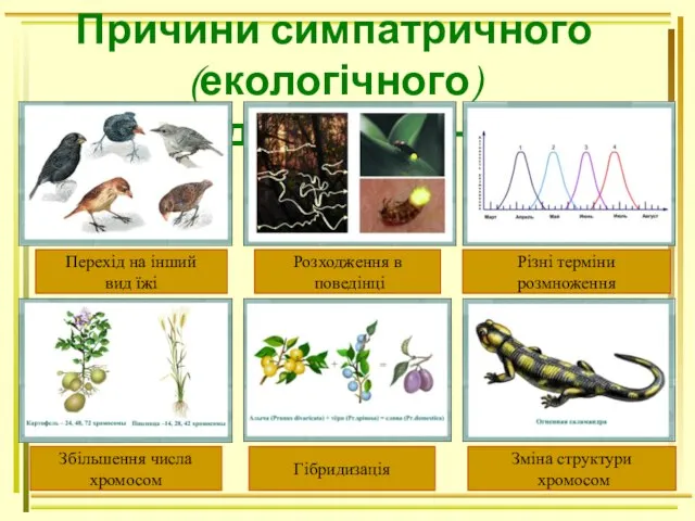 Причини симпатричного (екологічного) видоутворення Перехід на інший вид їжі Розходження в