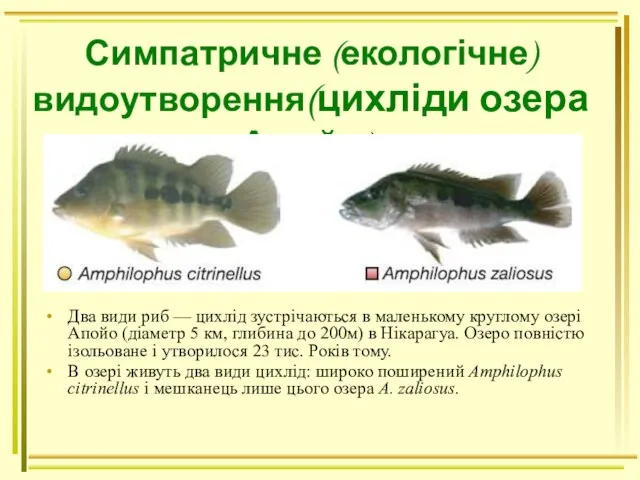 Симпатричне (екологічне) видоутворення(цихліди озера Апойо). Два види риб — цихлід зустрічаються