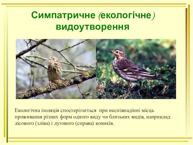 Симпатричне (екологічне) видоутворення Екологічна ізоляція спостерігається при неспівпадінні місць проживання різних