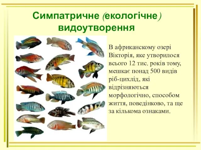 Симпатричне (екологічне) видоутворення В африканскому озері Вікторія, яке утворилося всього 12