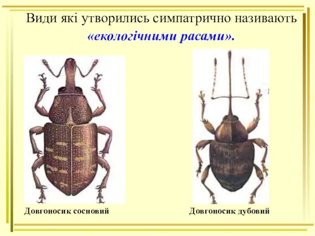 Види які утворились симпатрично називають «екологічними расами». Довгоносик сосновий Довгоносик дубовий
