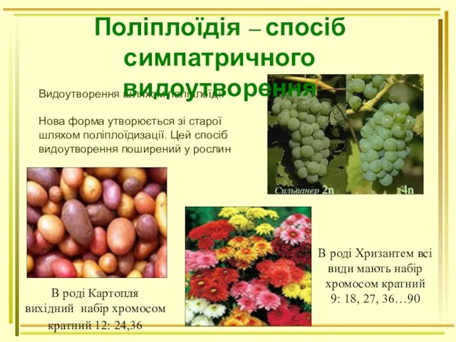 Видоутворення шляхом поліплоїдії Нова форма утворюється зі старої шляхом поліплоїдизації. Цей