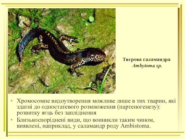 Хромосомне видоутворення можливе лише в тих тварин, які здатні до одностатевого