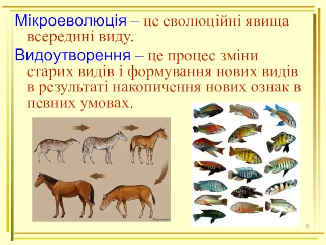 Мікроеволюція – це еволюційні явища всередині виду. Видоутворення – це процес